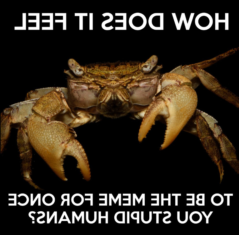 A photograph of a crab situated infront of a black background. There are captions above and below the crab, but the text appears backwards, as if reflected in a mirror. The text reads "How does it feel to be the meme for once you stupid human?"