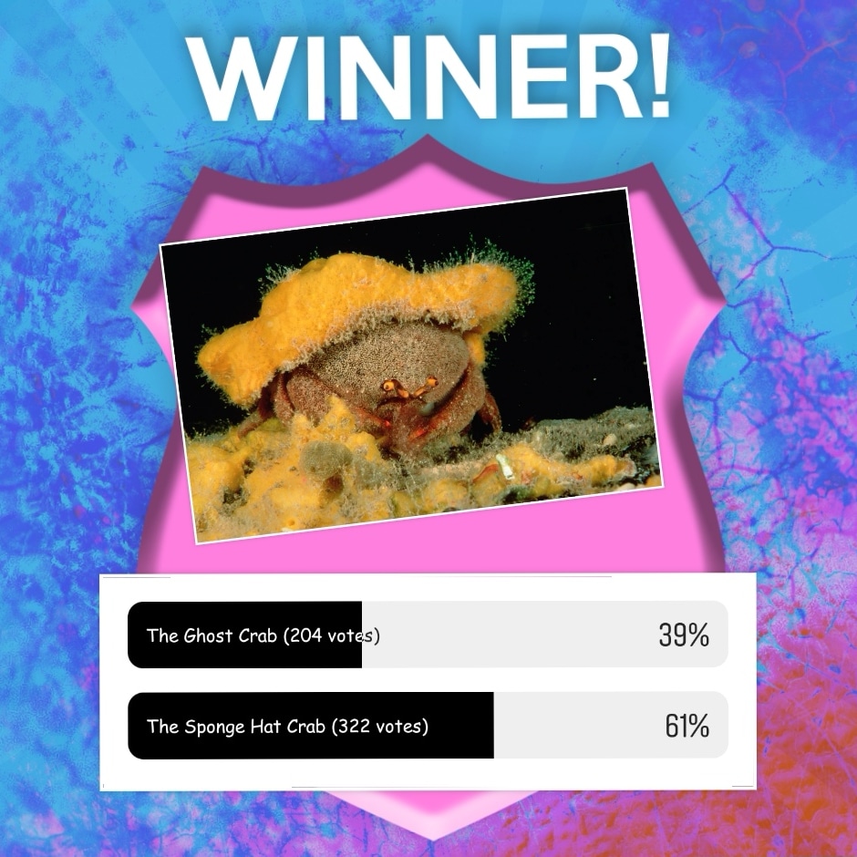A graphic image with an abstract colourful background. A photo of an orange crab is in the centre. Above the crab the word "Winner" appears. Below the crab is a poll with two answers. 1. The Ghost Crab (204 votes). 2. The Sponge Hat Crab (322 votes).