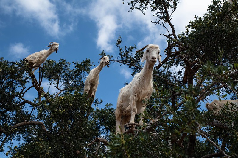 Three goats on a tree.