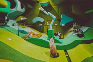 A mini golf themed cat playground.