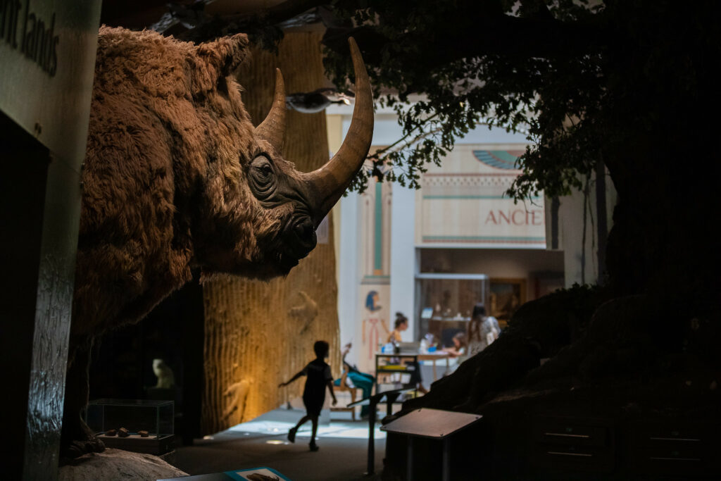 The image shows a dimly lit museum with a huge Rhino's head in the lefthand foreground, in the background there is a silhouette of a child running.